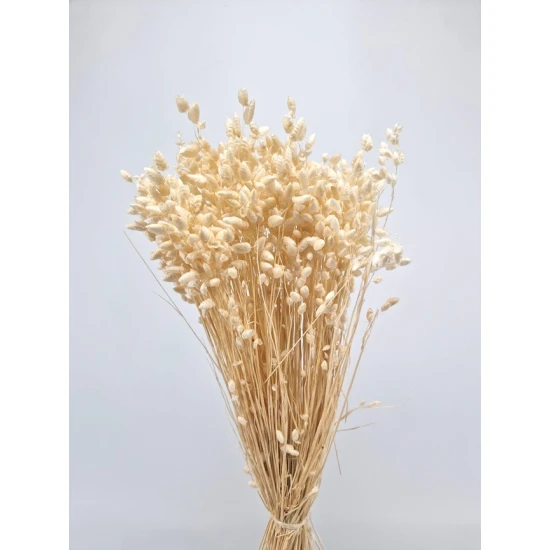 BRIZA MAXIMA BLEACHED +/-70GR