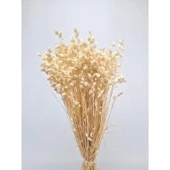 BRIZA MAXIMA BLEACHED +/-70GR BOPP/kraft Small packaging