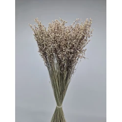 BRIZA MINIMA NATUREL GROEN +/-100GR