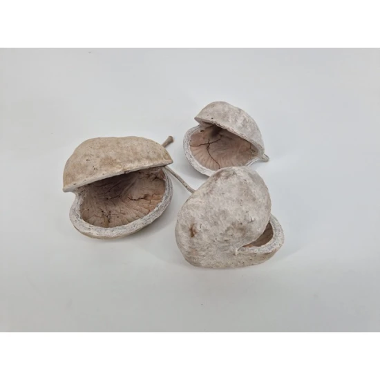 BUDHA NUTS WHITE WASH 3PCS