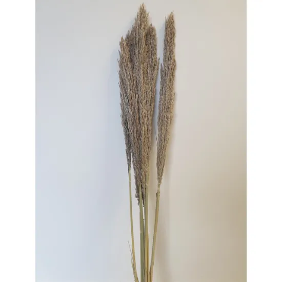 CANE ARUNDO 110CM NATURAL 1PC