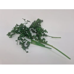 CANELLA APPELGROEN 20ST