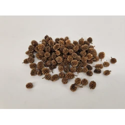 CASURINA GOUD +/-1KG