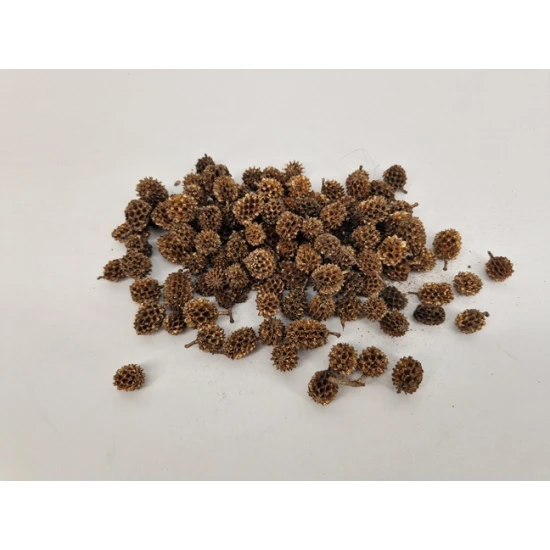 CASURINA GOUD +/-1KG
