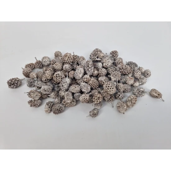 CASURINA WHITE WASH +/-1KG