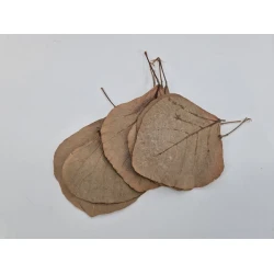 COBRA LEAF NATURAL 10PCS