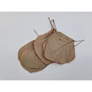 COBRA BLAD NATUREL 50ST