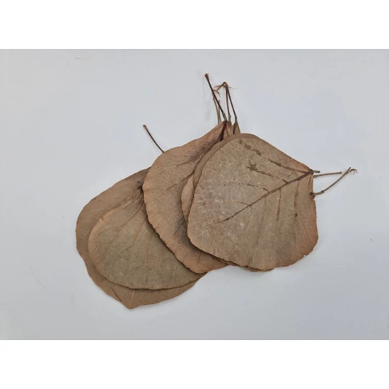 FEUILLE DE COBRA NATUREL 50PCS