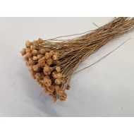 CONGONHAS MELOEN +/-50GR BOPP/kraft hobbyverpakking