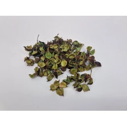 COTTON PODS LICHT GREEN +/-250GR