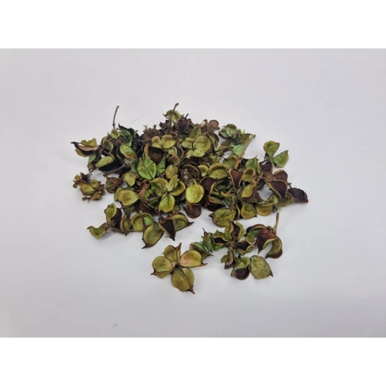 COTTON PODS LIGHT GREEN