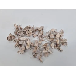 COTTON PODS WHITE WASH +/-250GR