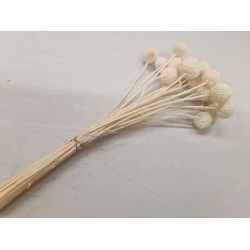 CRASPEDIA BLEACHED 20PCS