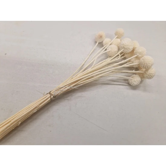 CRASPEDIA BLEACHED 20PCS BOPP/kraft Small packaging