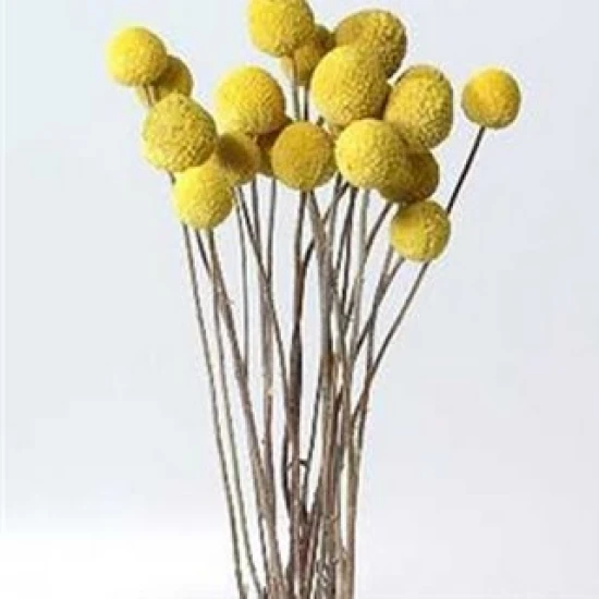 CRASPEDIA NATURAL 1/2