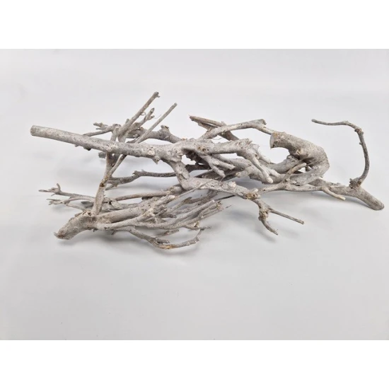 CURRY BUSH 25-45CM WHITE WASH 5ST