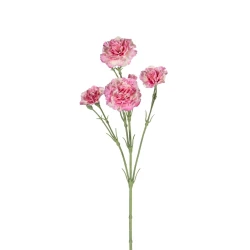 DIANTHUS ZALM 60CM
