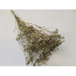 DILLE WIT NATUREL BOPP/kraft hobbyverpakking