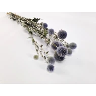 ECHINOPS NATUREL 1/2 BOPP/kraft hobbyverpakking