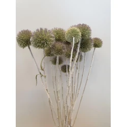 ECHINOPS WILD NATUREL 50CM 1/2 BOPP/kraft hobbyverpakking
