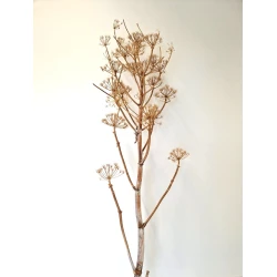 ANGELICA STEM NATURAL PEALED +/-200CM 5PCS