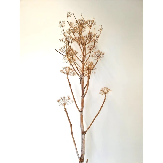 ANGELICA STEM NATURAL PEALED +/-200CM 5PCS