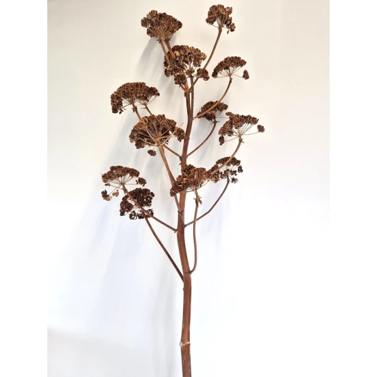 ANGELICA STEM NATURAL +/-200CM 5PCS