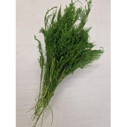 ERICA MOSS LONG PRESERVED GREEN WHITE +/-100GR