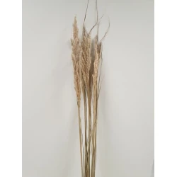 ERYANTHUS NATUREL 1ST