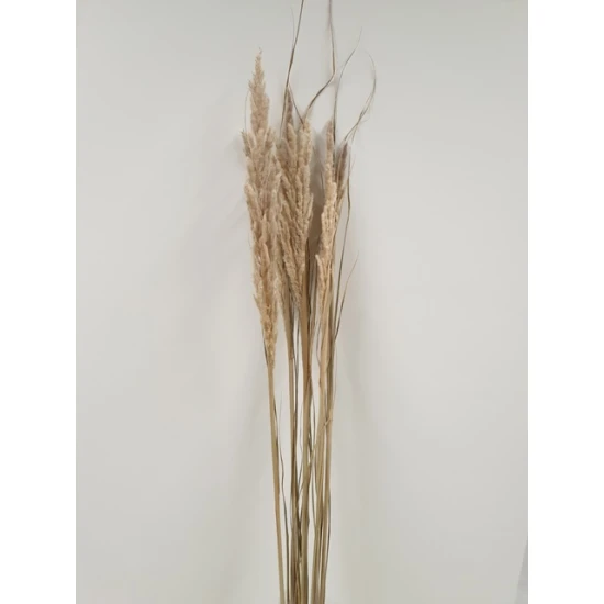 ERYANTHUS NATUREL 1ST