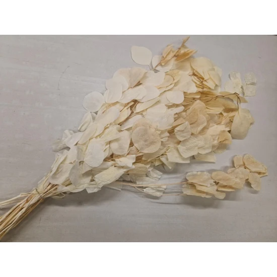 EUCALYPTUS CYNEREAS GEBLEEKT +/-150GR BOPP/kraft hobbyverpakking