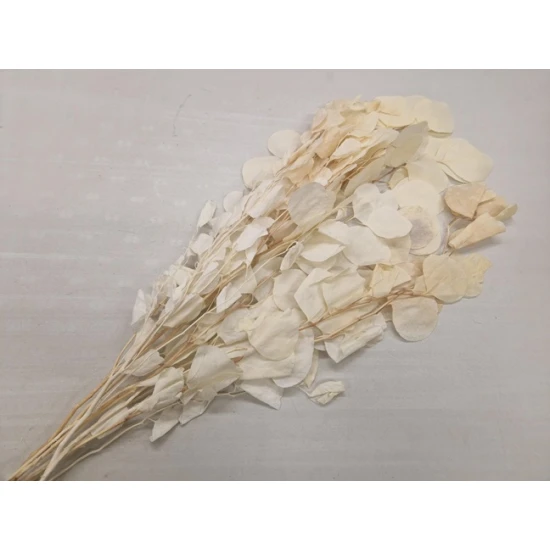 EUCALYPTUS CYNEREAS BLEACHED +/-75GR BOPP/kraft Small packaging