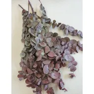 EUCALYPTUS CYNEREAS GECONSERVEERD BORDEAUX +/-150GR