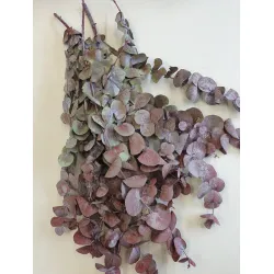 EUCALYPTUS CYNEREAS GECONSERVEERD BORDEAUX +/-75GR BOPP/kraft hobbyverpakking