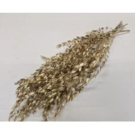 EUCALYPTUS PARVIFOLIA GECONSERVEERD GOUD +/-150GR