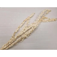 EUCALYPTUS SPIRALUS GECONSERVEERD GEBLEEKT 5ST BOPP/kraft hobbyverpakking