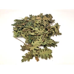 Eiken blaadjes (gestabiliseerd) groen +/-200gr