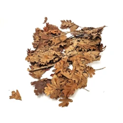 Eiken blaadjes (gestabiliseerd) oranje +/-200gr