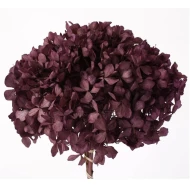 PRESERVED HYDRANGEA (HYDRANGEA) PURPLE ORCHID +/-15CM