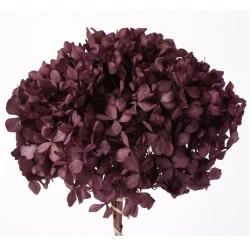 PRESERVED HYDRANGEA (HYDRANGEA) PURPLE ORCHID +/-15CM