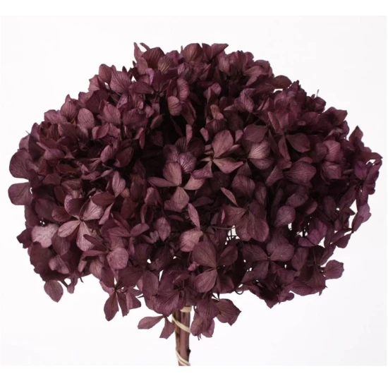 HORTENSIA STABILISE (HYDRANGEA) PURPLE ORCHID +/-15CM