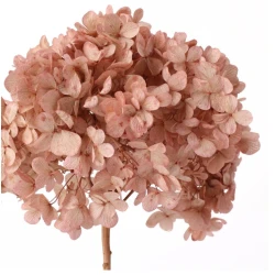 PRESERVED HYDRANGEA (HYDRANGEA) OLD PINK +/-15CM