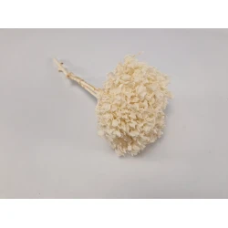 GECONSERVEERDE HORTENSIA (HYDRANGEA) WIT +/-15CM