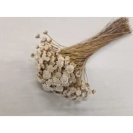 GLIXIA GIANT WIT +/-100GR