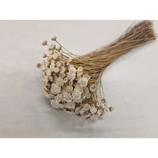 GLIXIA GIANT WIT +/-100GR