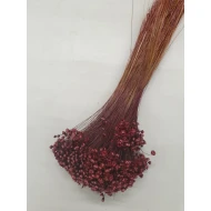 GLIXIA PRUNE +/-50GR BOPP/kraft emballage hobby