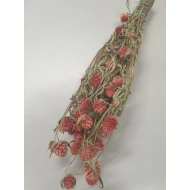 GOMPHRENA CORAL NATUREL +/-90GR