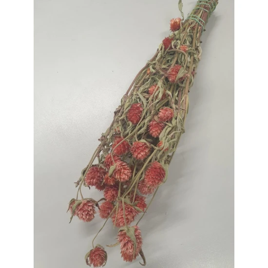 GOMPHRENA CORAL NATUREL +/-90GR