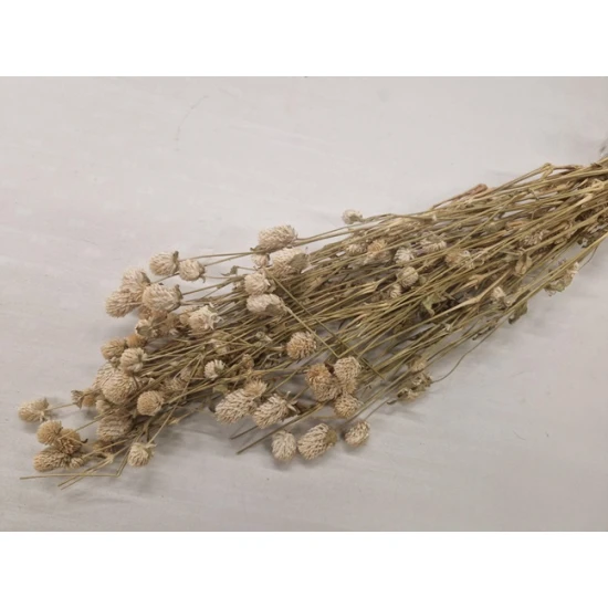 GOMPHRENA WIT NATUREL +/-90GR BOPP/kraft hobbyverpakking