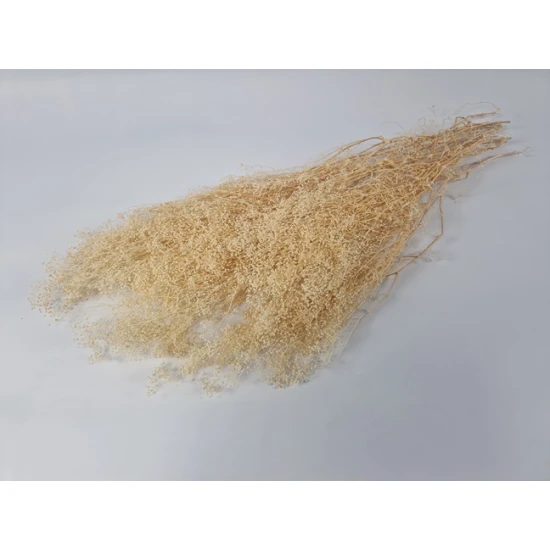 GYPSOPHILA MINI CREAM +/-100GR